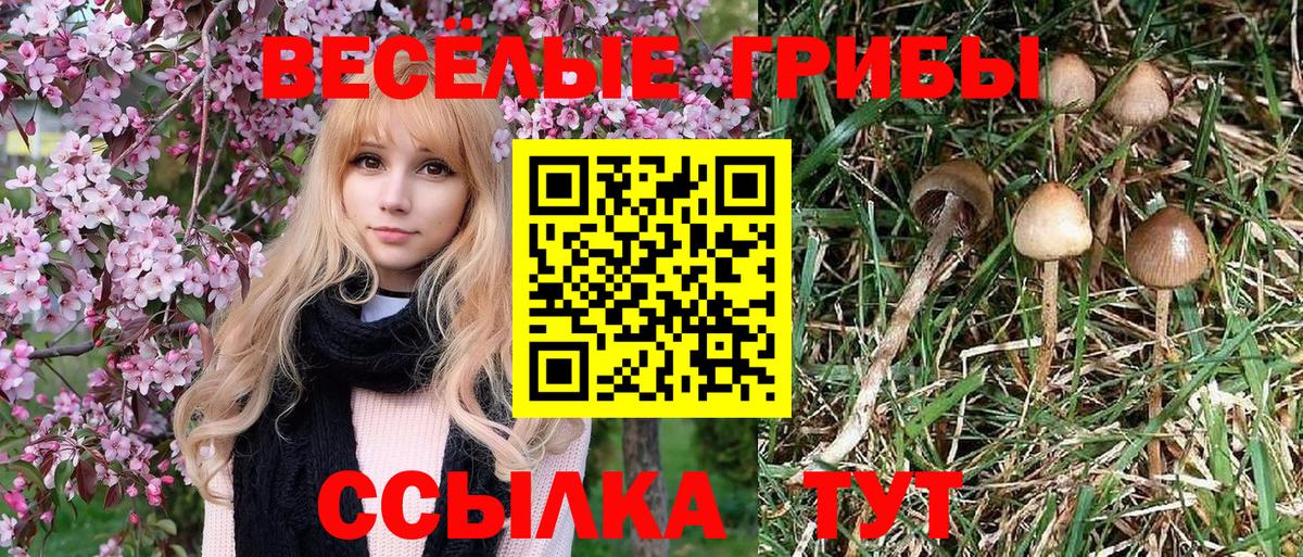 Мариинск  Галлюциногенные грибы Psilocybine cubensis  Вход с VPN 